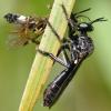 94898 – Photo : Pascal Vigneron – France (52)