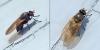 Calliopum sp.