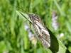 94556 – Photo : Annie Schaetzel – France (54)
