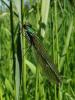 94557 – Photo : Annie Schaetzel – France (54)