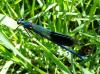 94559 – Photo : Annie Schaetzel – France (54)
