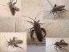 94965 – Photo : Jean-Claude Jamoulle – Thaïlande