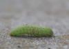 94854 – Photo : Michel Mathieu – France (35)