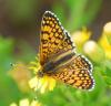 94152 – Photo : Patrick Decreus – France (46)