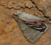 94187 – Photo : Christian Widmann – France (30)