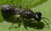 94870 – Photo : Philippe Legros – France (94)