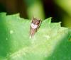 94111 – Photo : Patrick Decreus – France (93)