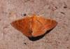 94130 – Photo : Patrick Decreus – Argentine