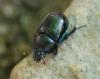 94474 – Photo : Patrick Decreus – France (09)
