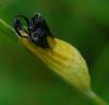 94772 – Photo : Patrick Decreus – France (93)
