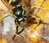 94457 – Photo : Patrick Decreus – France (93)
