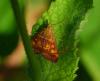 94104 – Photo : Patrick Decreus – France (34)