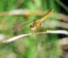 94276 – Photo : Patrick Decreus – France (34)