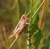 94102 – Photo : Patrick Decreus – France (34)
