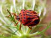 94375 – Photo : Patrick Decreus – France (34)
