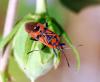 94223 – Photo : Patrick Decreus – France (34)