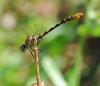 94279 – Photo : Patrick Decreus – France (34)
