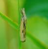 94541 – Photo : Patrick Decreus – France (93)