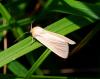 94203 – Photo : Patrick Decreus – France (93)