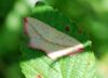 94162 – Photo : Patrick Decreus – France (93)