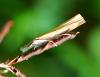 94539 – Photo : Patrick Decreus – France (93)