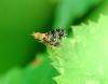 94384 – Photo : Patrick Decreus – France (93)