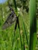 94414 – Photo : Annie Schaetzel – France (54)