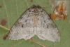 94333 – Photo : Samuel DUCEPT – France (86)
