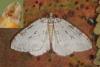 94334 – Photo : Samuel DUCEPT – France (86)