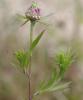 94751 – Photo : Pascal Vigneron – France (52)