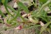 94750 – Photo : Pascal Vigneron – France (52)