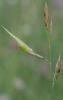 94749 – Photo : Pascal Vigneron – France (52)