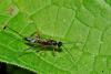 94266 – Photo : Fernando Losada – France (91)