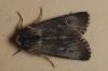 94165 – Photo : Paul Cabrol – France (09)