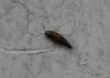 94061 – Photo : alain Roujas – France (31)