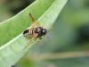 94318 – Photo : Castor – France (49)