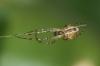 94804 – Photo : alain Roujas – France (31)