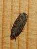 94785 – Photo : alain Roujas – France (31)