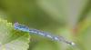 94190 – Photo : Castor – France (49)