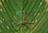 Deinopis sp.