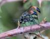 94561 – Photo : Castor – France (49)