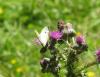 94072 – Photo : Anonyme – France (31)