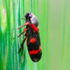 94117 – Photo : Bernard VENEAU – France (41)