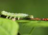 94233 – Photo : patrick derennes – France (60)