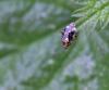 94814 – Photo : Castor – France (49)