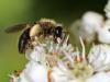 94783 – Photo : patrick derennes – France (77)