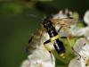 94941 – Photo : patrick derennes – France (77)
