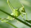 94261 – Photo : Bernard VENEAU – France (41)