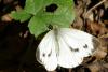 94287 – Photo : Michel Ehrhardt – France (68)