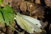 94283 – Photo : Michel Ehrhardt – France (68)